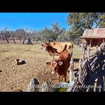 Lyndon B Johnson SP, Texas - Sauer-Beckmann Living Farm - Cows