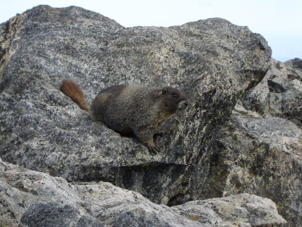 Marmot