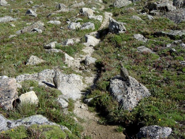 Ptarmigans on the Trail