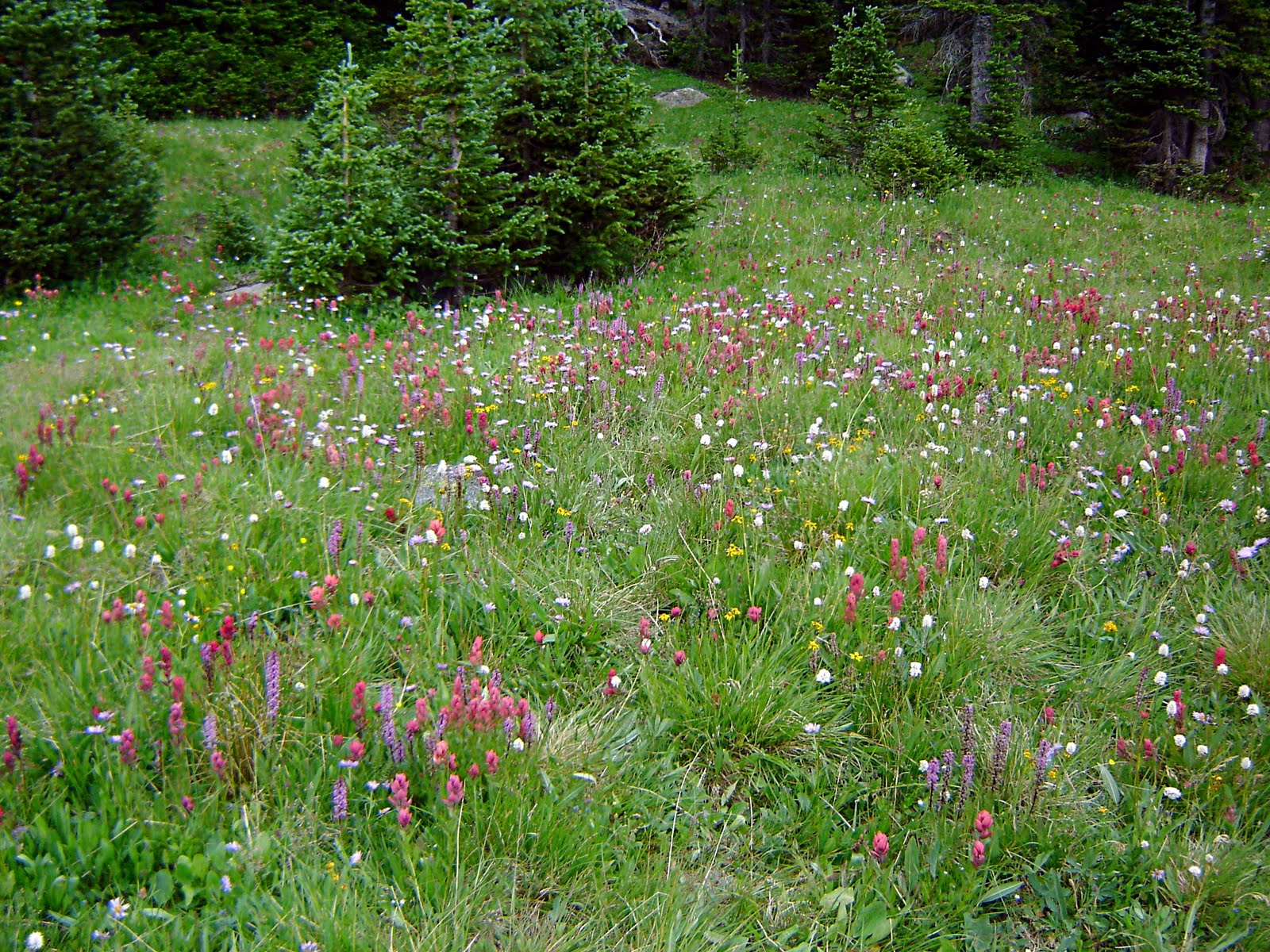 Long Lake Hike 7-10 - 05 Wild Flowers