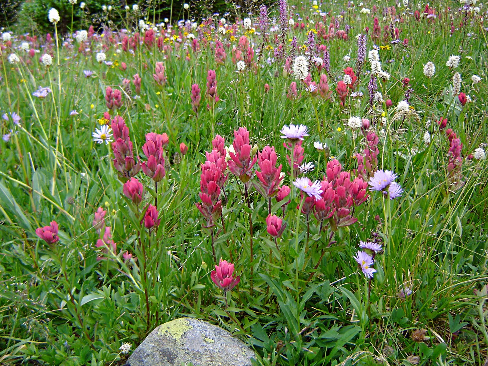 Long Lake Hike 7-10 - 06 Wild Flowers