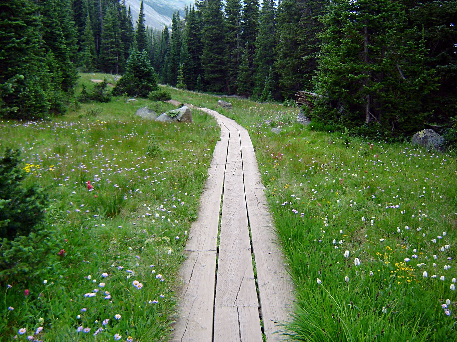 Long Lake Hike 7-10 - 08 Trail Through the Wild Flowers