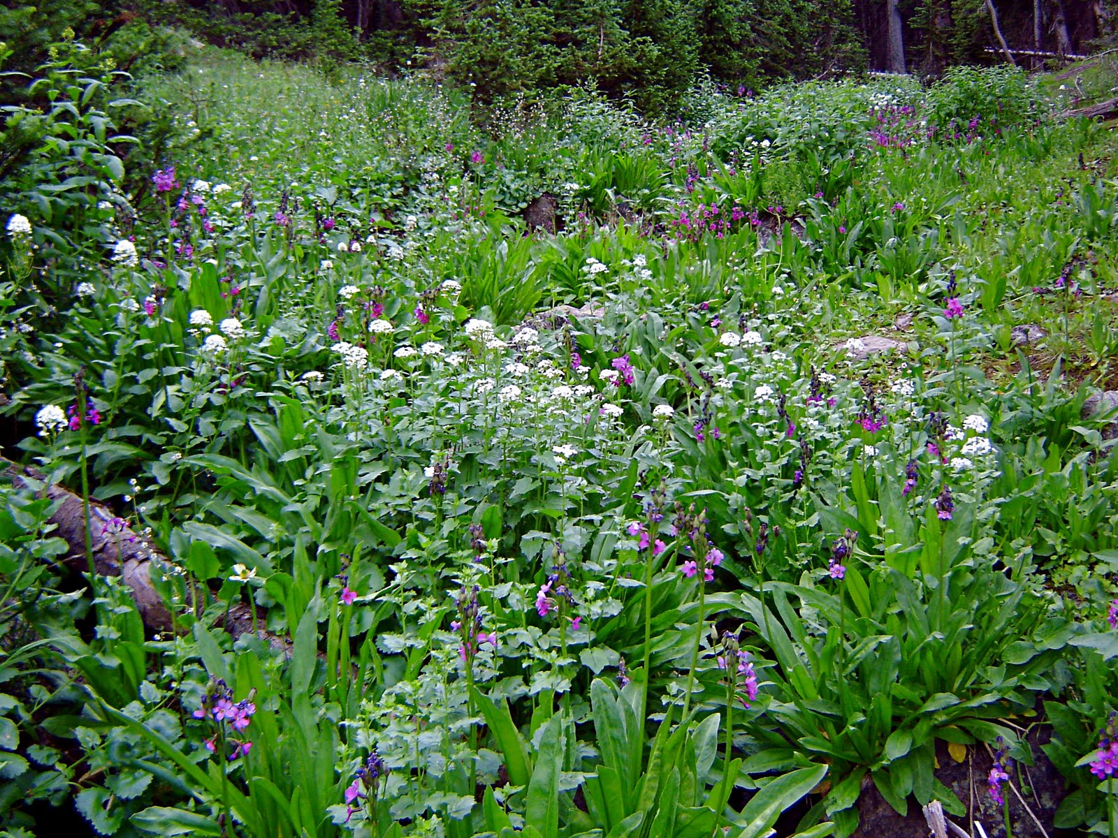 Long Lake Hike 7-10 - 10 Wild Flowers