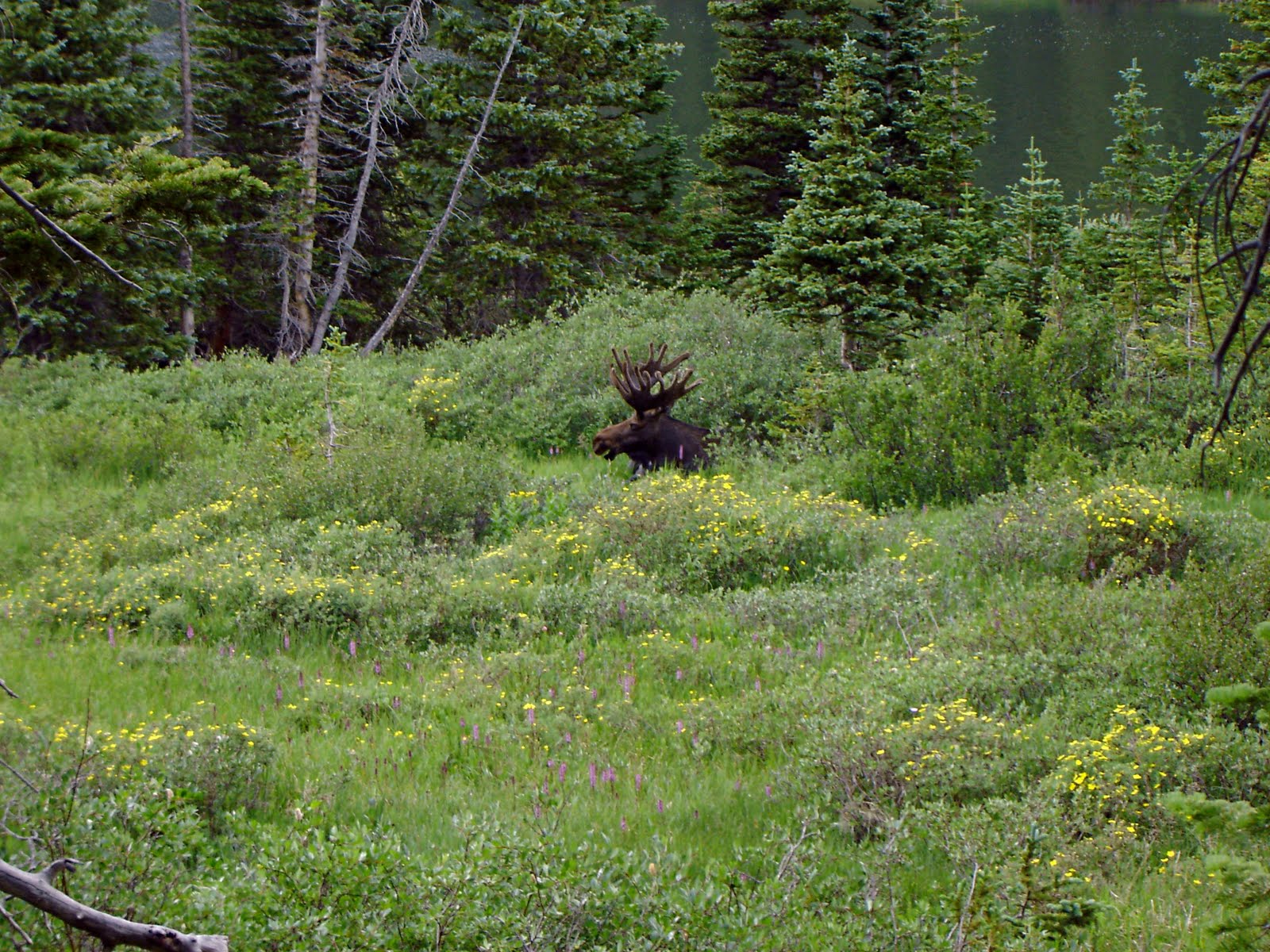 Long Lake Hike 7-10 - 14 Moose