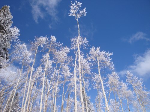 Powderhorn - Snow Covered Aspen Tips