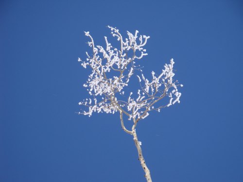 Powderhorn - Snow Covered Aspen Tips