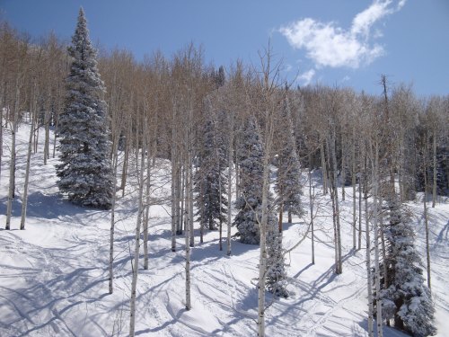 Powderhorn- Trees